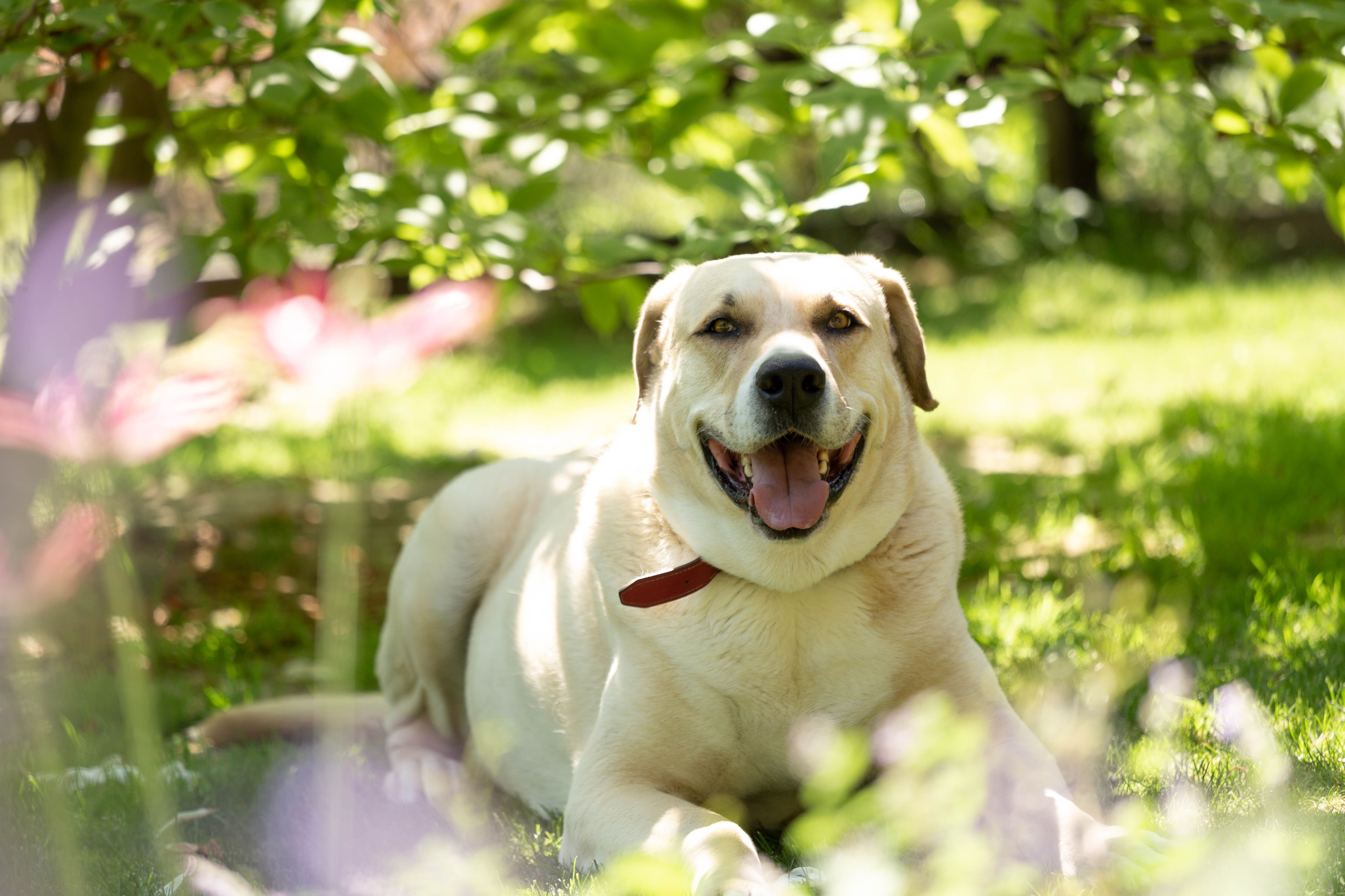 A happy Labrador enjoying a sunny garden