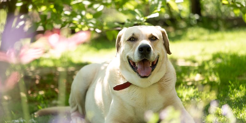A happy Labrador enjoying a sunny garden