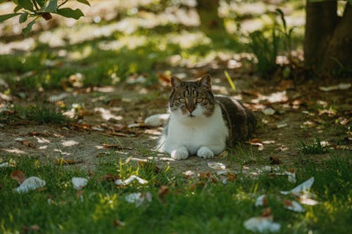 Immagine gratuita di felino, fotografia di animali, gatto soriano
