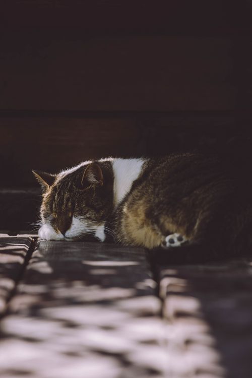 Free A serene domestic tabby cat naps on a sunlit wooden floor indoors. Stock Photo