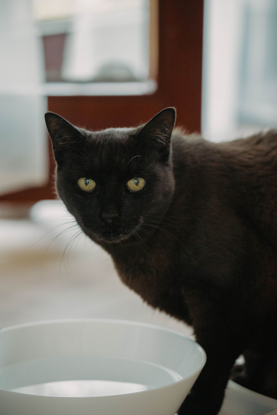 Black cat standing beside a water bowl indoors