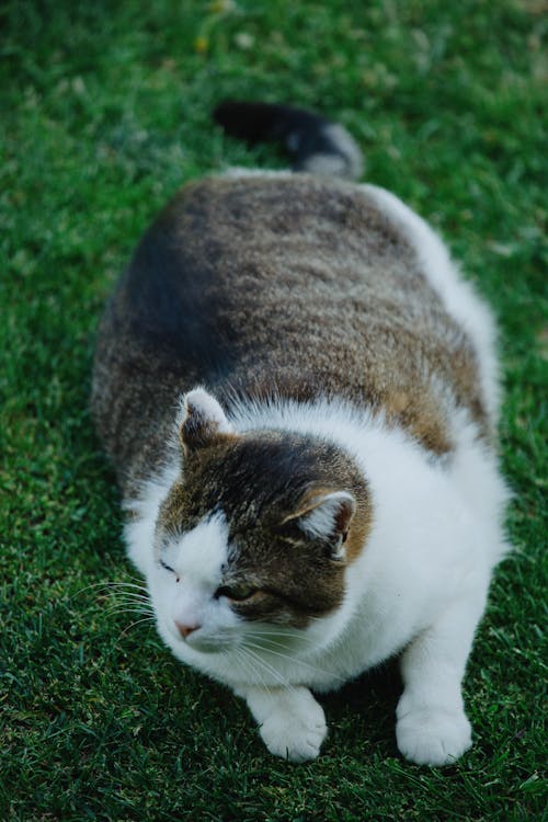 Immagine gratuita di a riposo, animale, animale domestico