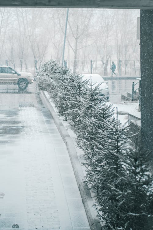 Foto profissional grátis de árvores, clima, com frio