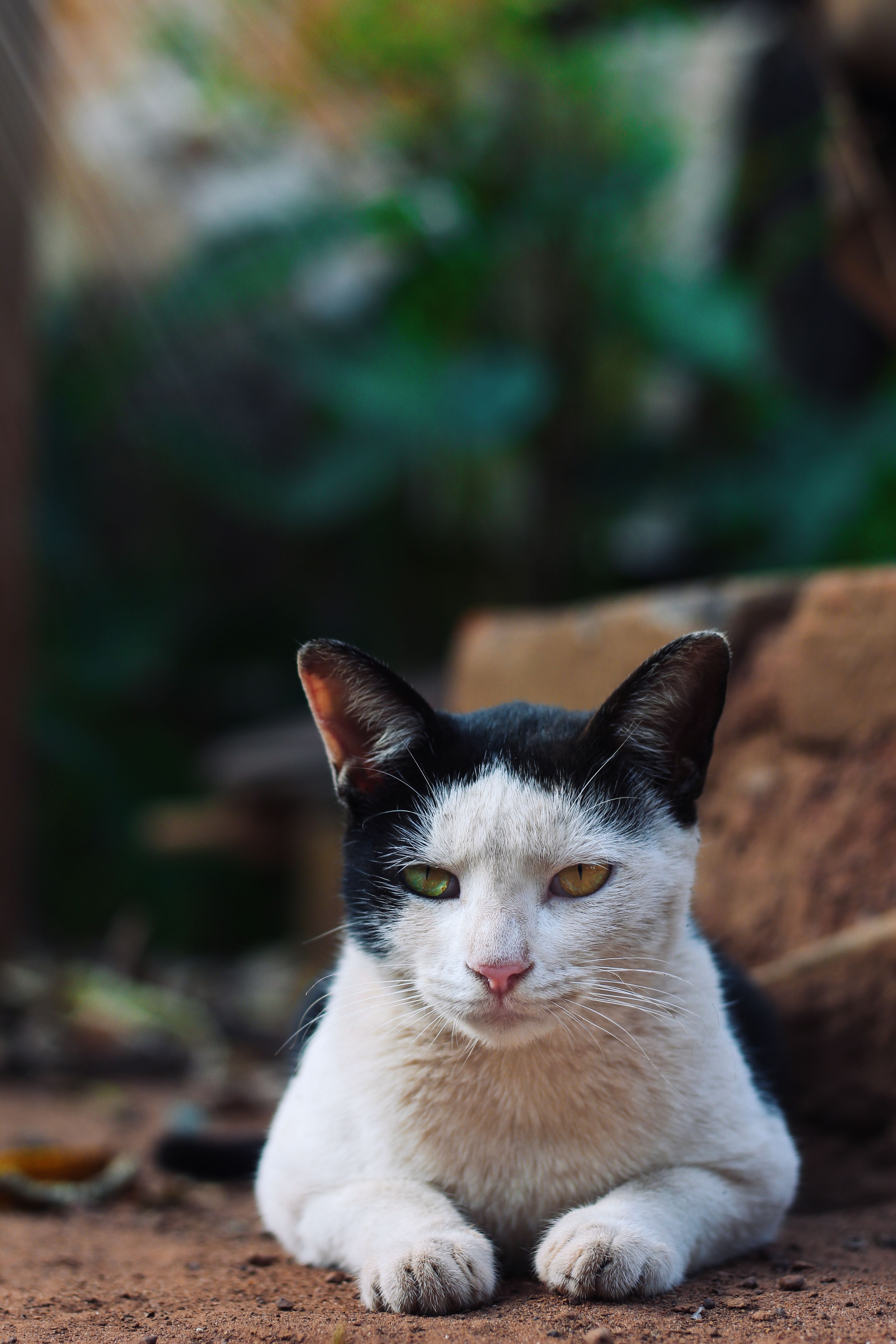White Cat Lying on the Floor · Free Stock Photo