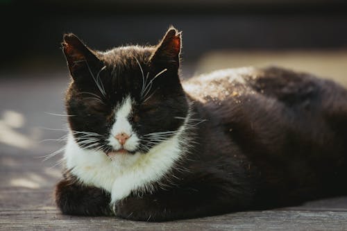 Close-Up Shot of a Sleeping Bicolor Cat 