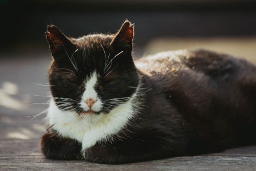 Cat Whisker Fatigue Symptoms
