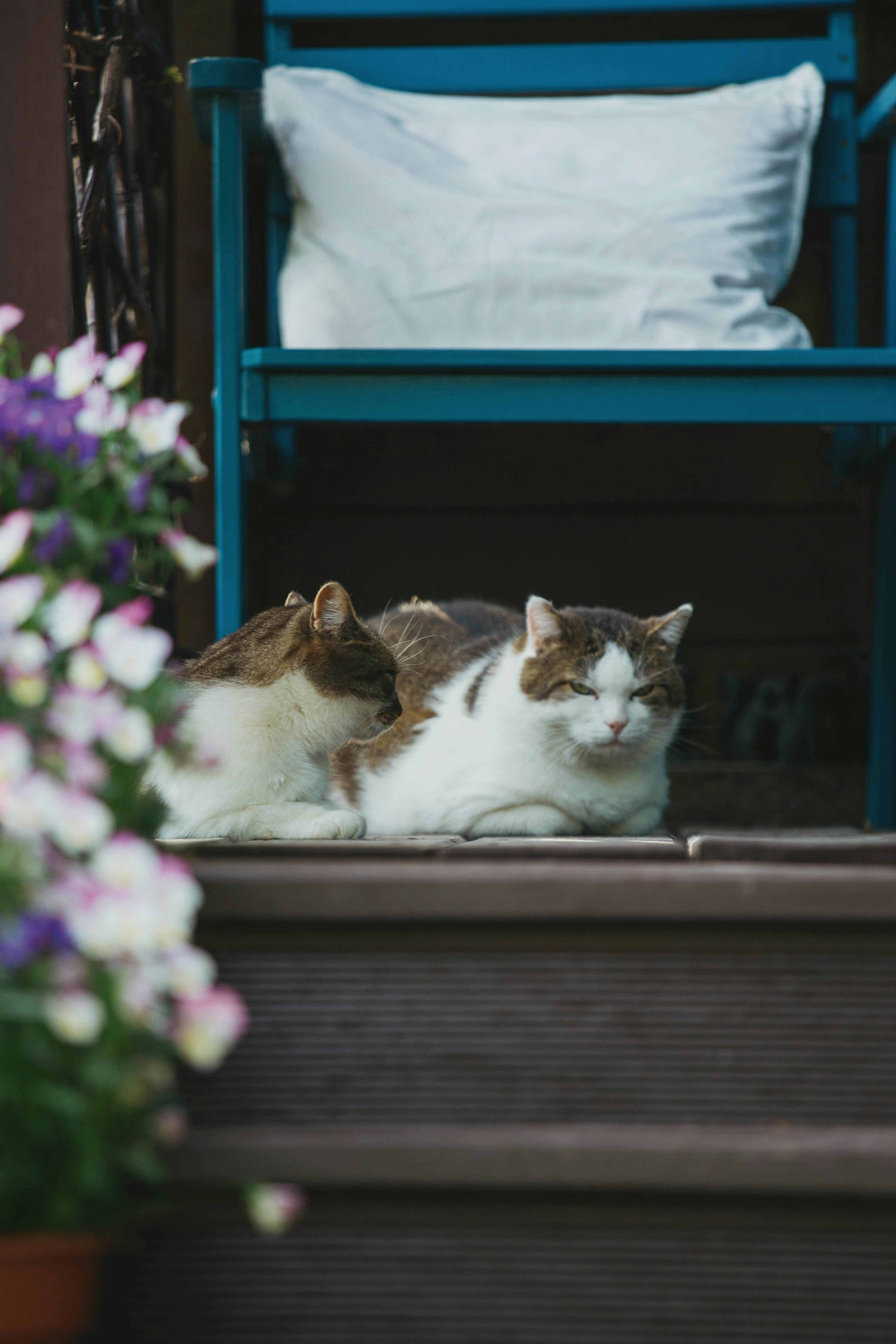 88,500+ Best Free Domestic animals Stock Photos & Images · 100% Royalty