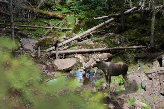 Two moose in a lush Swedish forest drinking from a small stream.