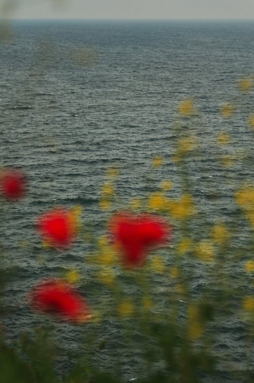Fotos de stock gratuitas de agua, desenfocado, Flores rojas