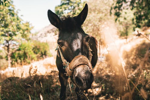 Free Beautiful donkey enjoying the shadow of hot day Stock Photo