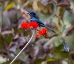 Blue Bird with Long Tail Perched on a Branch