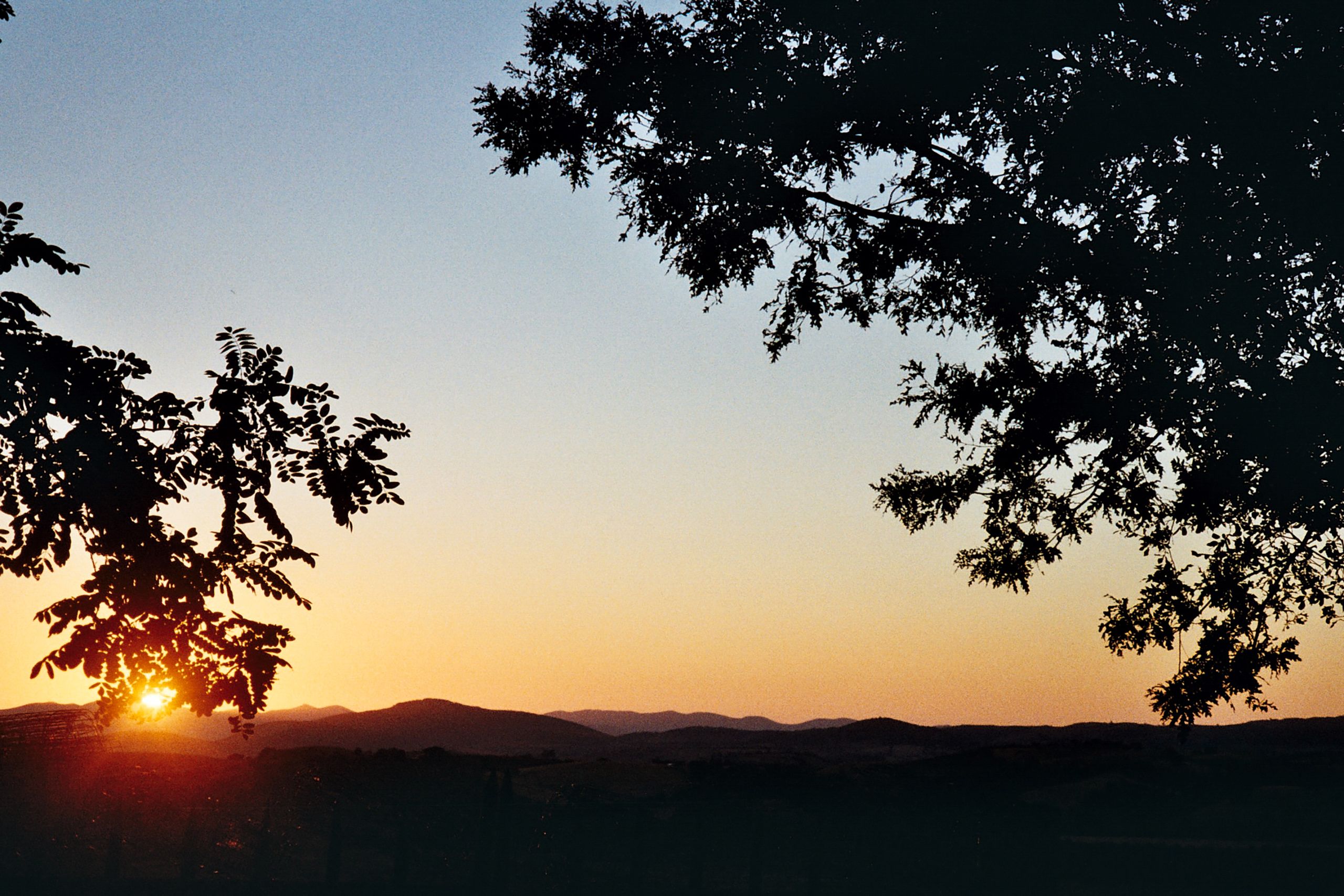 Silhouette of Tree during Sunset · Free Stock Photo