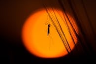 在戏剧性的橙色日落背景下，草地上映出蚊子的剪影