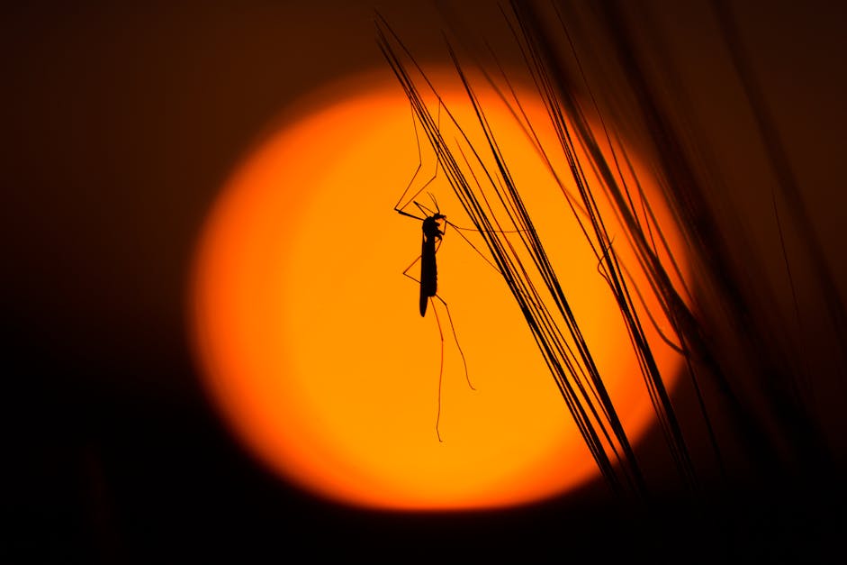 Free stock photo of grasshopper, insect, silhouette