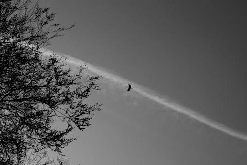 Free stock photo of black and white, tree, wings