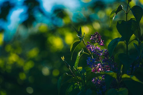 Close-up Photo of Blooming Lilac Flowers 