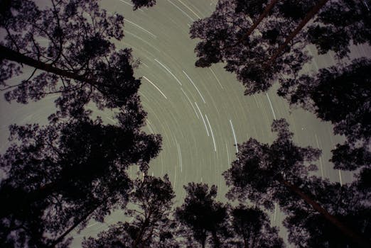 Captivating long exposure photo of star trails visible through a forest canopy.
