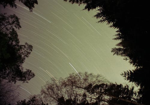 คลังภาพถ่ายฟรี ของ ซิลูเอตต์, ดาวเต็มฟ้า, ต้นไม้