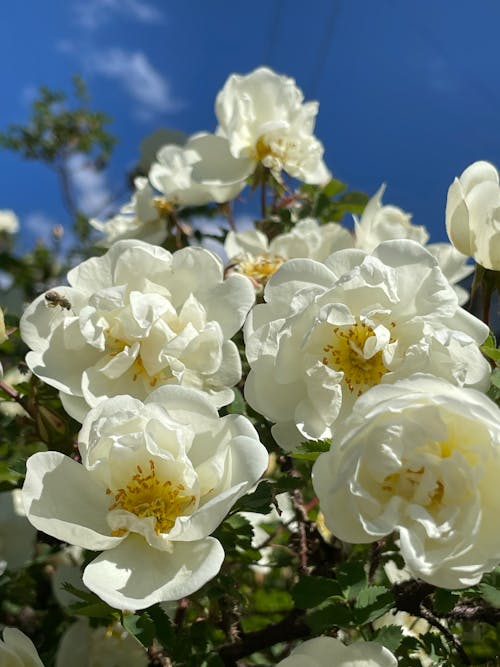 伯內特玫瑰, 充滿活力, 增長 的 免費圖庫相片