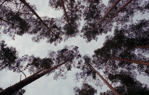 Gratuit Imagine de stoc gratuită din arbori, cer, codru Fotografie de stoc