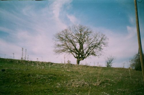 Free A lone tree stands in a grassy field under a vibrant blue sky, evoking tranquility. Stock Photo