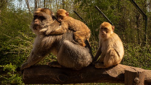 Monkeys Sitting on Brown Wooden Log
