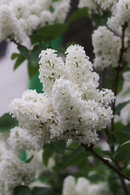 Free Beautiful close-up of white lilac flowers showcasing their delicate petals and vibrant freshness. Stock Photo