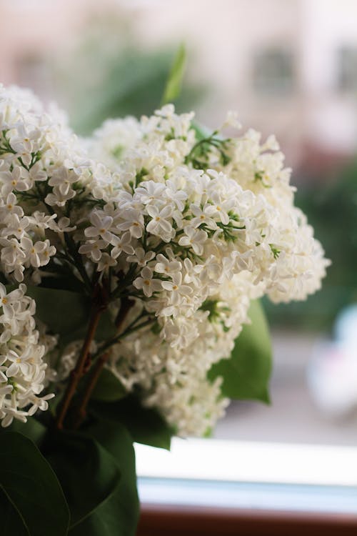 Fotobanka s bezplatnými fotkami na tému botanický, čerstvosť, flóra