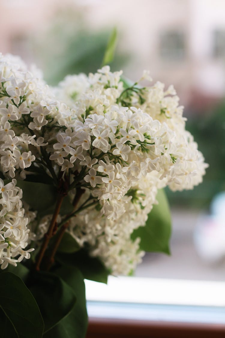 Madame Lemoine French Lilac Flowers