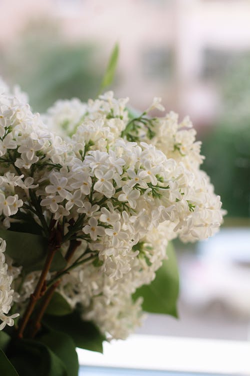 White Flowers in Close Up Shot