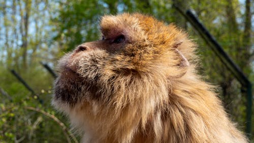 Close-up Photo of a Monkey