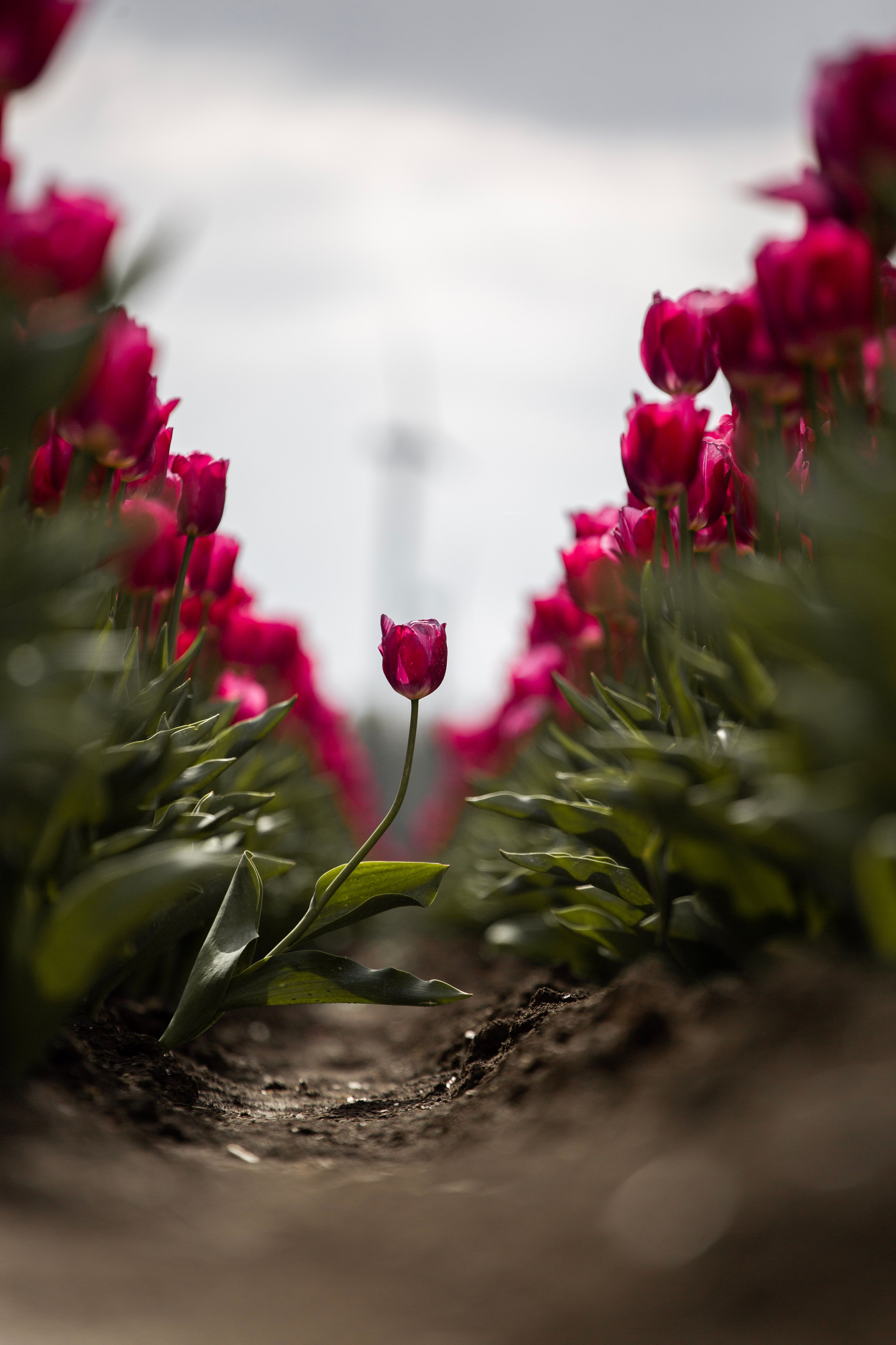 Seletive Focus Photo of a Pink Tulip Flower · Free Stock Photo