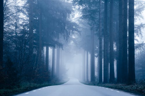 Foggy Road Inbetween the Forest 