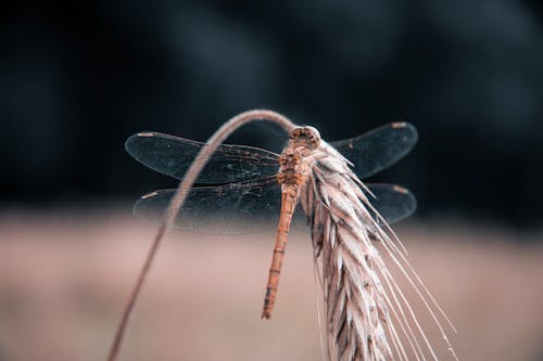 Fotobanka s bezplatnými fotkami na tému hmyz, vážka, zväčšenie