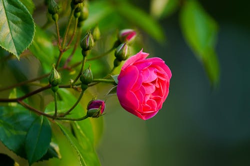 Pink Rose in Bloom