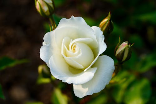 Beyaz gül, bitki örtüsü, çiçek içeren Ücretsiz stok fotoğraf