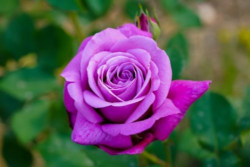 Foto profissional grátis de broto, fechar-se, flor lilás