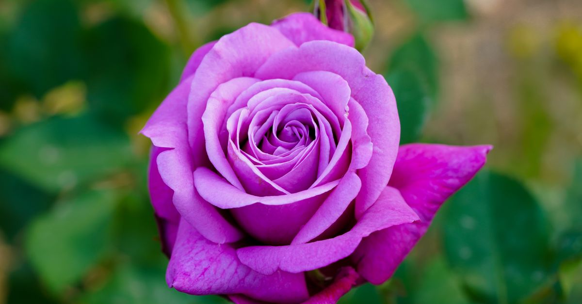 Purple Roses Closed Close-Up Shot of a Purple Rose · Free Stock Photo