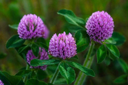 Purple Clover Flowers with Green Leaves 