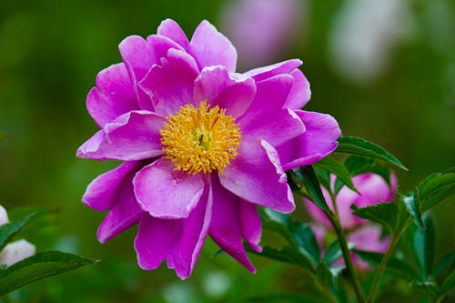 Close-up Photo of Purple Flower