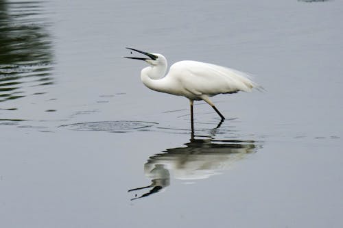 Foto profissional grátis de ave aquática, aviário, fauna