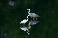 White Swan on Body of Water
