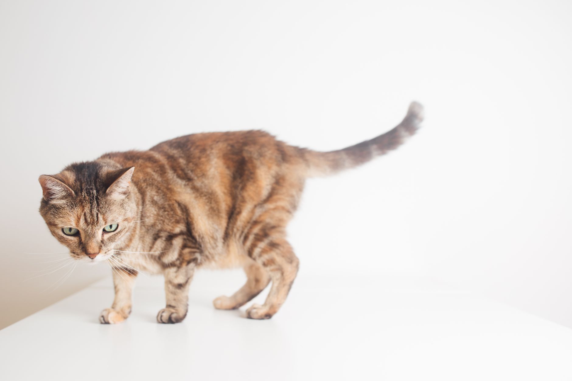 Charming ginger tabby cat gracefully stands on a white surface indoors, captured in bright light.