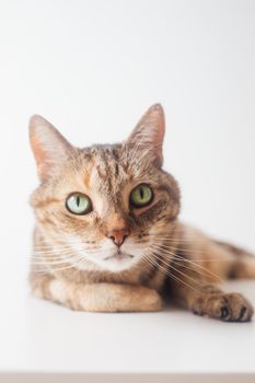 cat photo