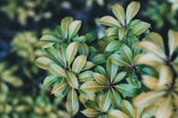 Green and Yellow Leaves in Tilt Shift Lens