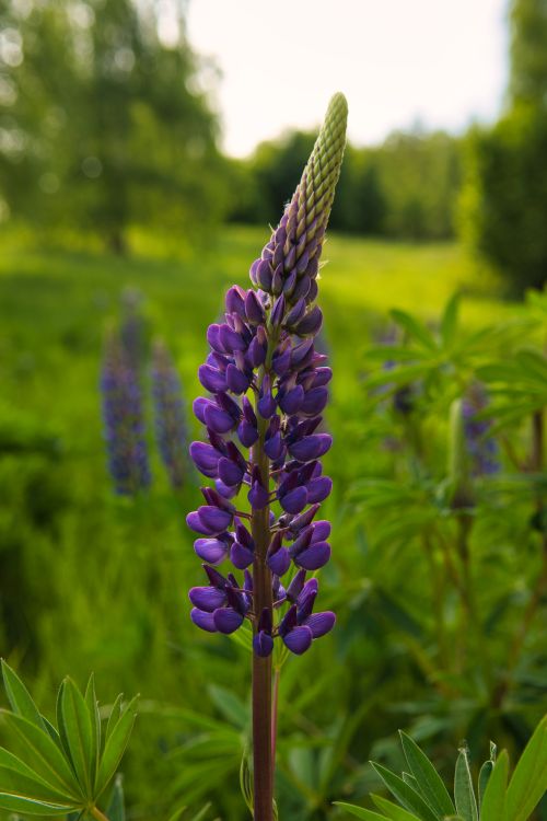 Free Close-up of a blooming purple lupine flower in a lush green field during spring. Stock Photo