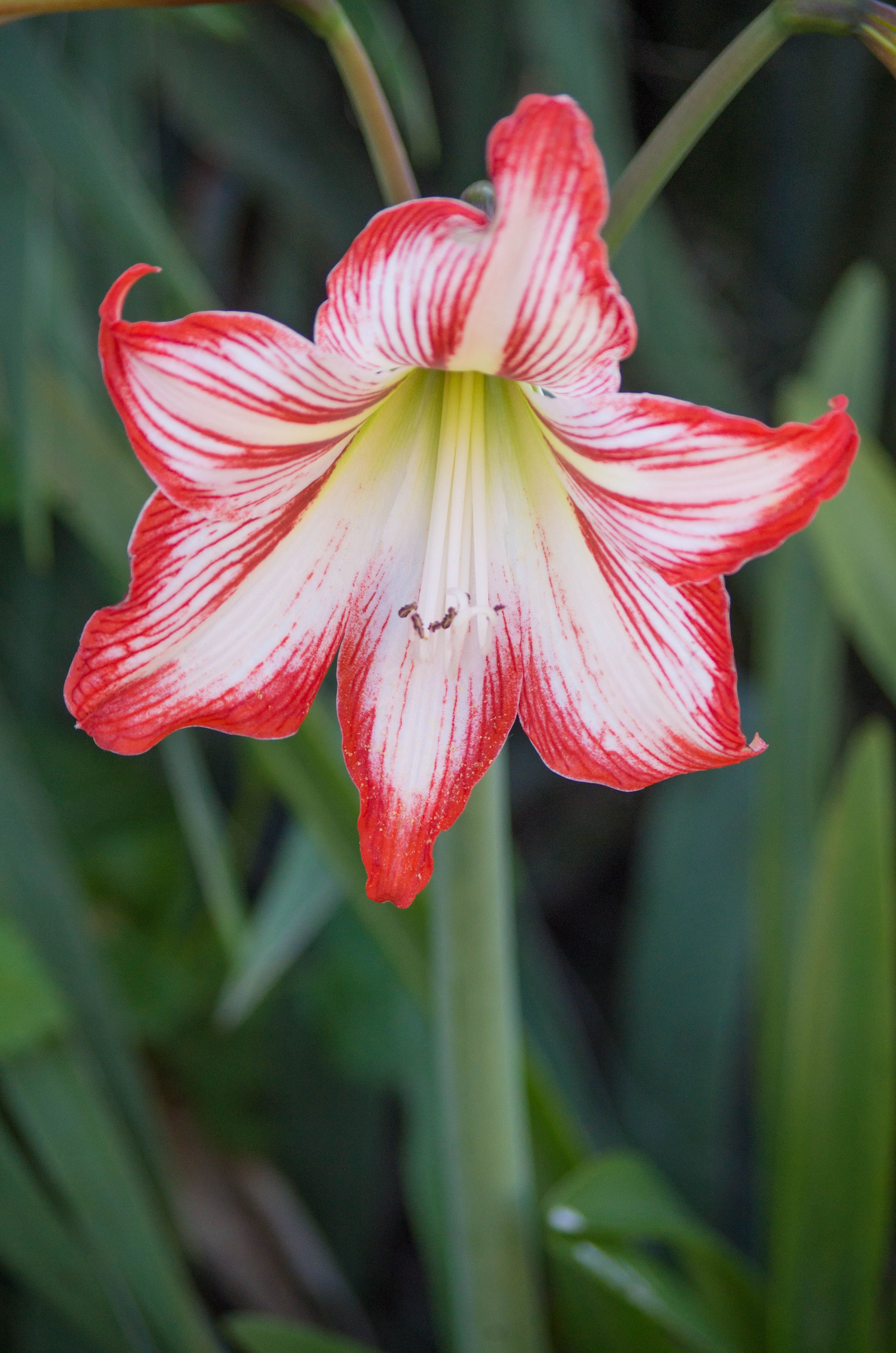 Fotomural Close-up de una vibrante flor de amarilis roja y blanca en plena floración, mostrando su elegancia y belleza.