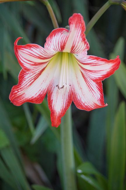 Fotomural Close-up de una vibrante flor de amarilis roja y blanca en plena floración, mostrando su elegancia y belleza.