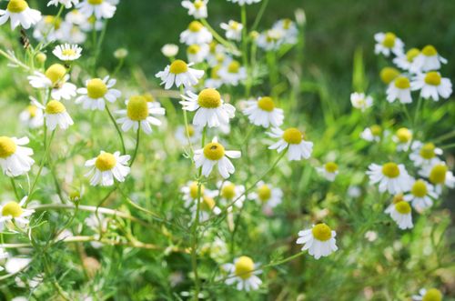 Free A field of chamomile flowers basking in sunlight, capturing the essence of spring. Stock Photo