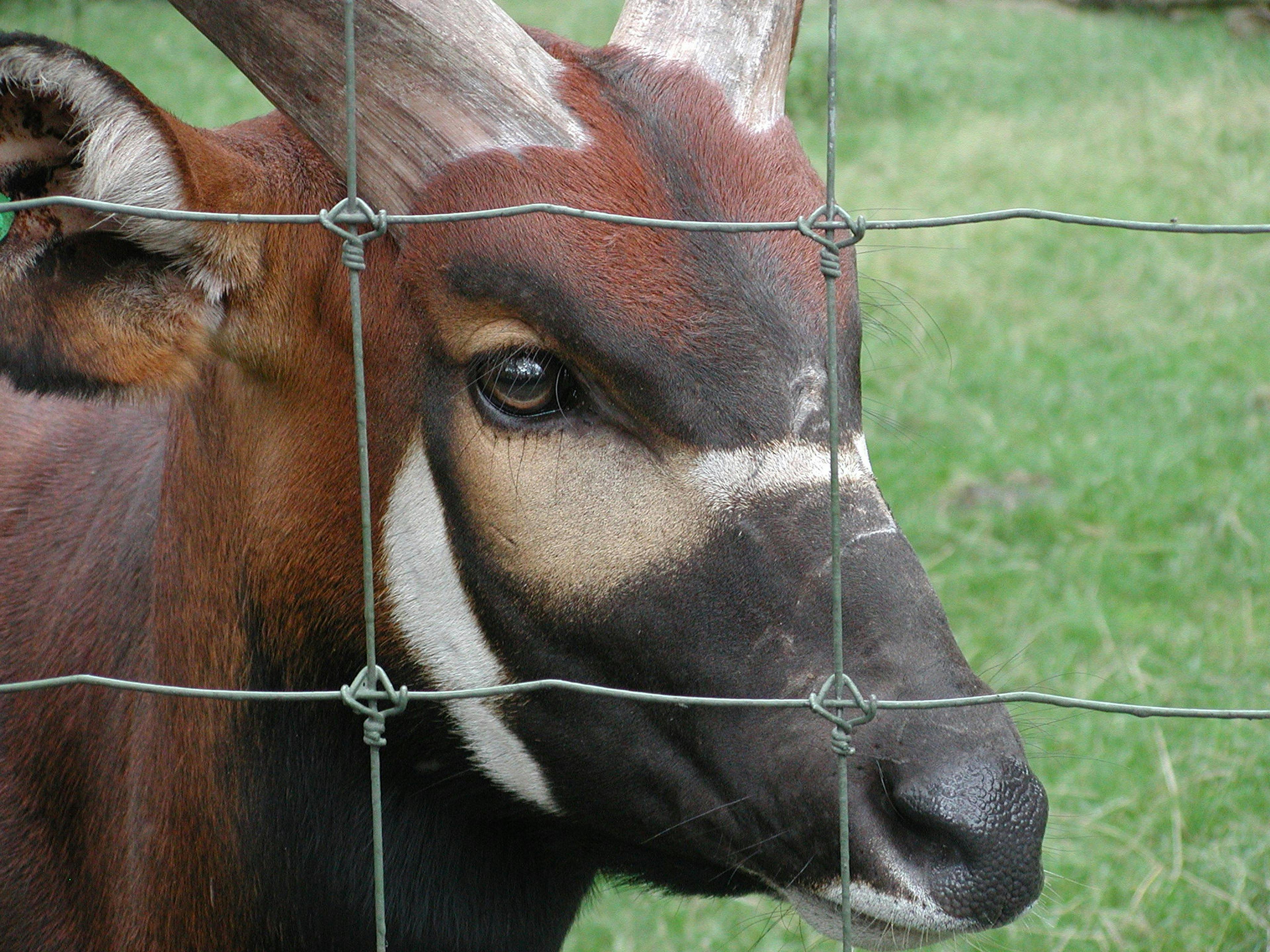 Gratuit En Cage Photos